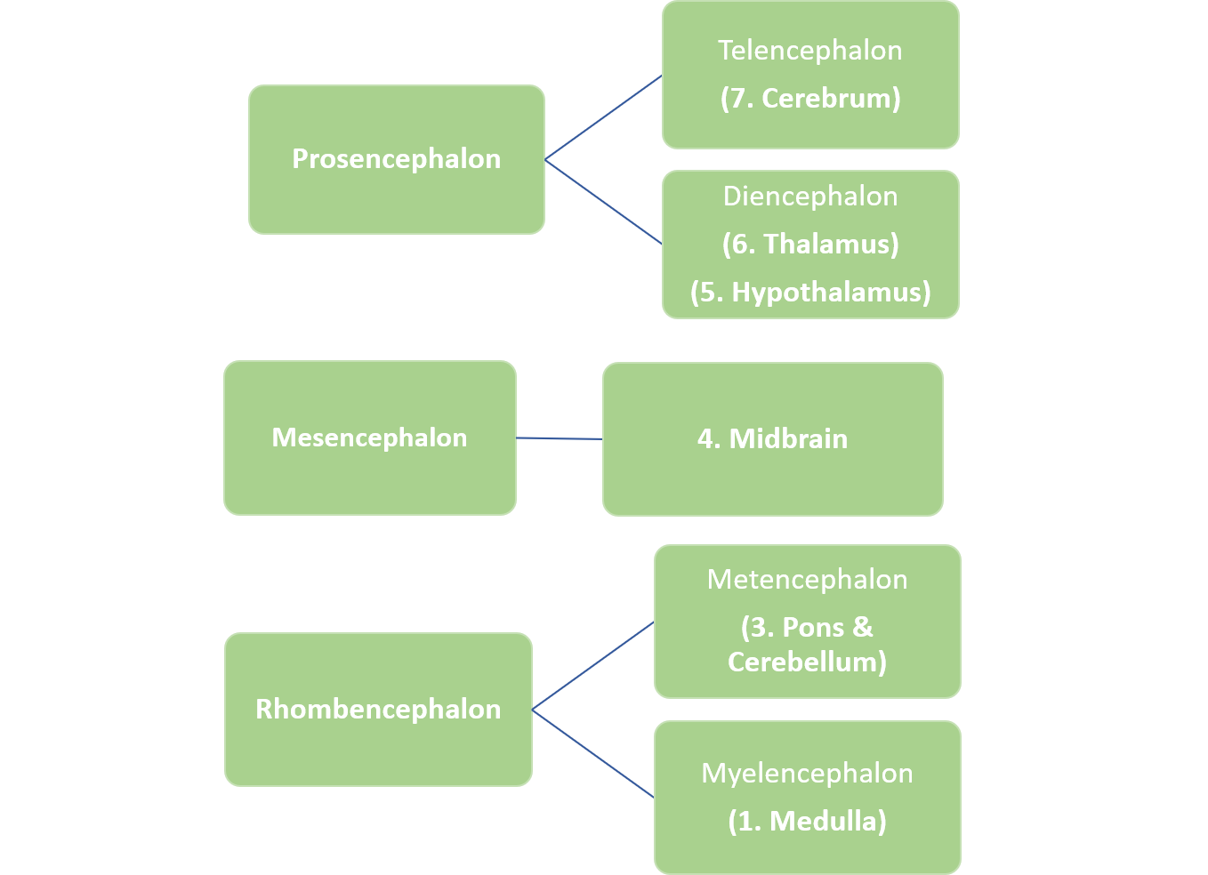 7 Steps of Brain