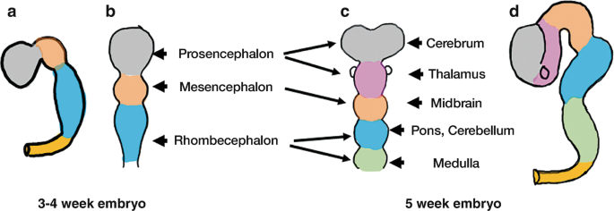 Embryology and Normal Appearance of Fetal Central Nervous System