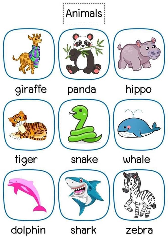 Animals Names