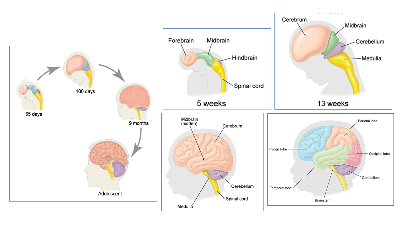 Brain Stages